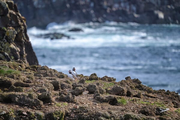Elliston Puffins