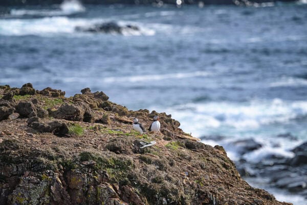 Elliston Puffins