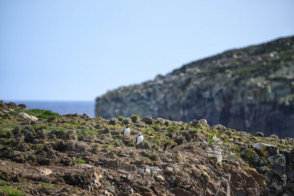 Elliston Puffins