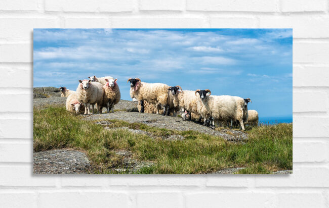 Sheep at Fair Head - Photo of Northern Ireland