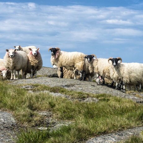 Fair Head Sheep