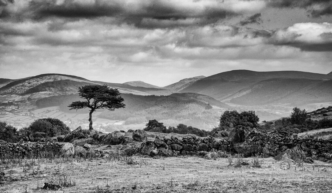 Feenbaum in den Cooley Mountains, Co. Louth, Irland