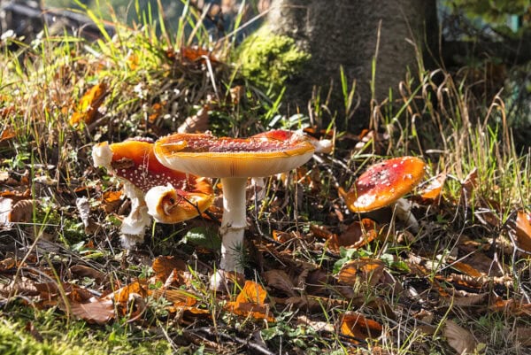 Fly agaric