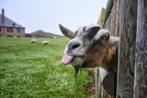 Fortress of Louisbourg