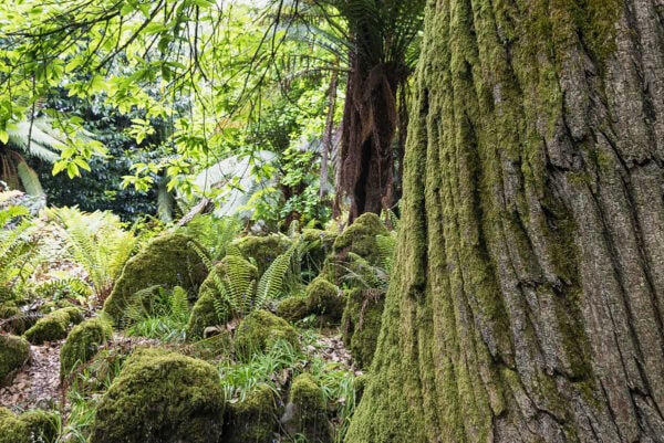 Fota Arboretum & Gardens