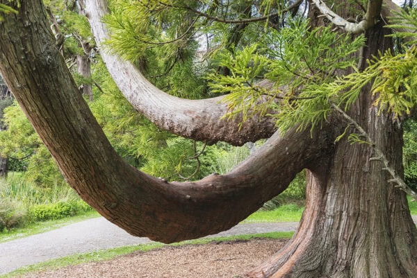 Fota Arboretum & Gardens