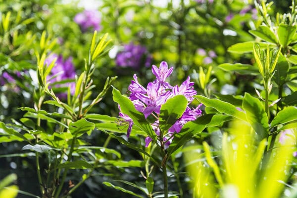 Fota Arboretum & Gardens