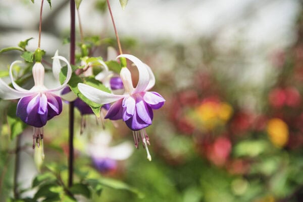 Fota Arboretum & Gardens