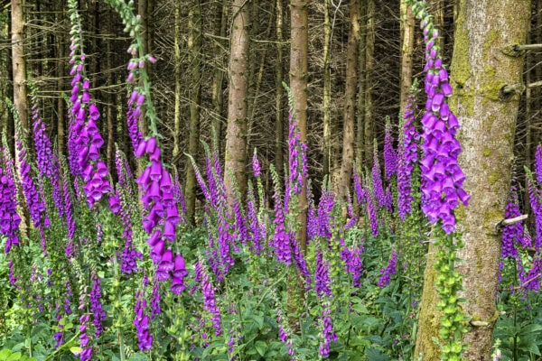 Foxglove Castlefreke Woods