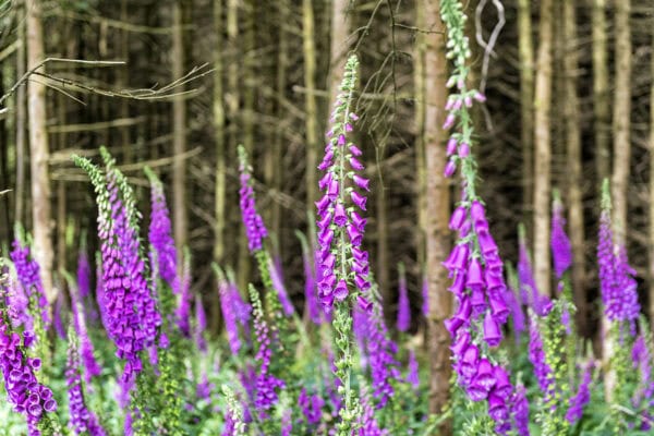 Foxglove Castlefreke Woods