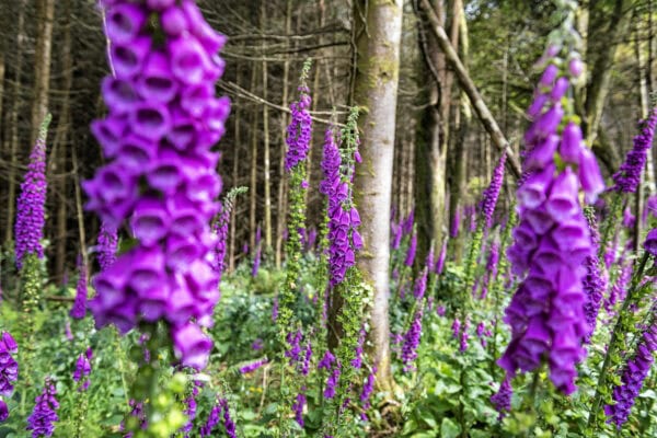 Foxglove Castlefreke Woods