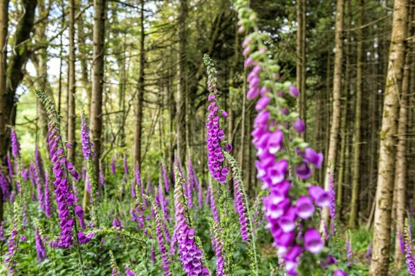 Foxglove Castlefreke Woods