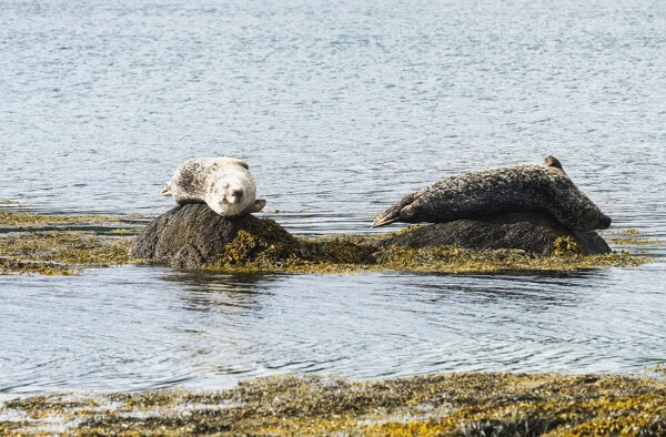 Garinish Island Seals