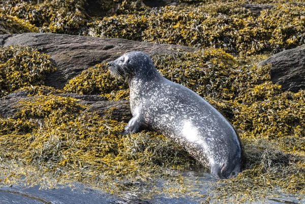 Garinish Island Seals