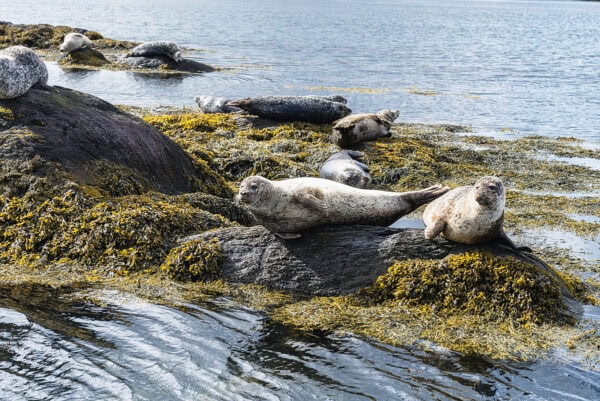 Garinish Island Seals