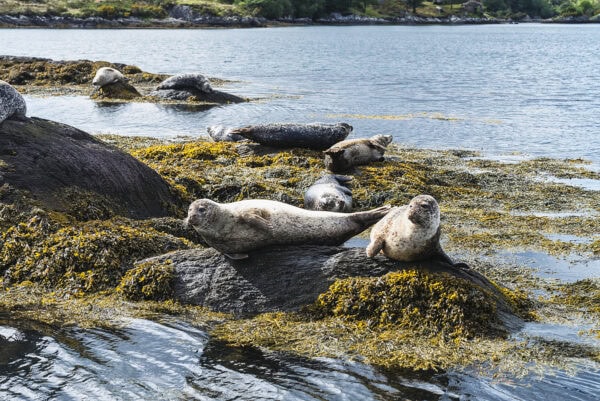 Garinish Island Seals