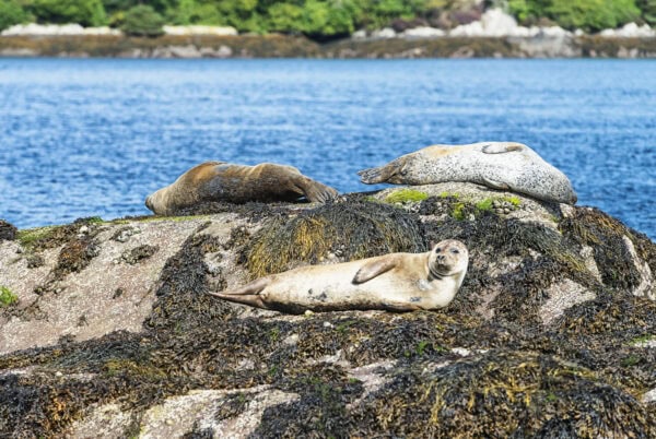 Garinish Island Seals