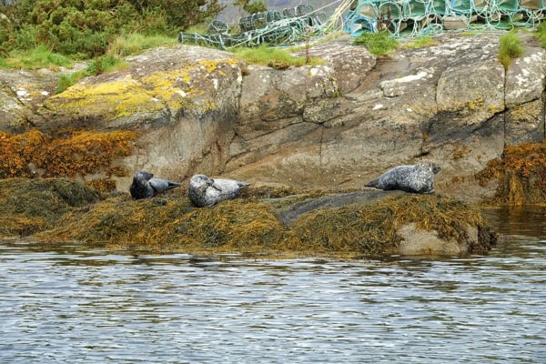 Garinish Island Seals