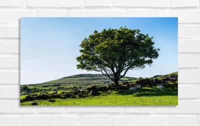 Fairy Tree Garron Plateau - Photo of Northern Ireland