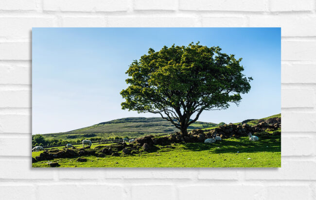 Fairy Tree Garron Plateau - Nordirland Foto