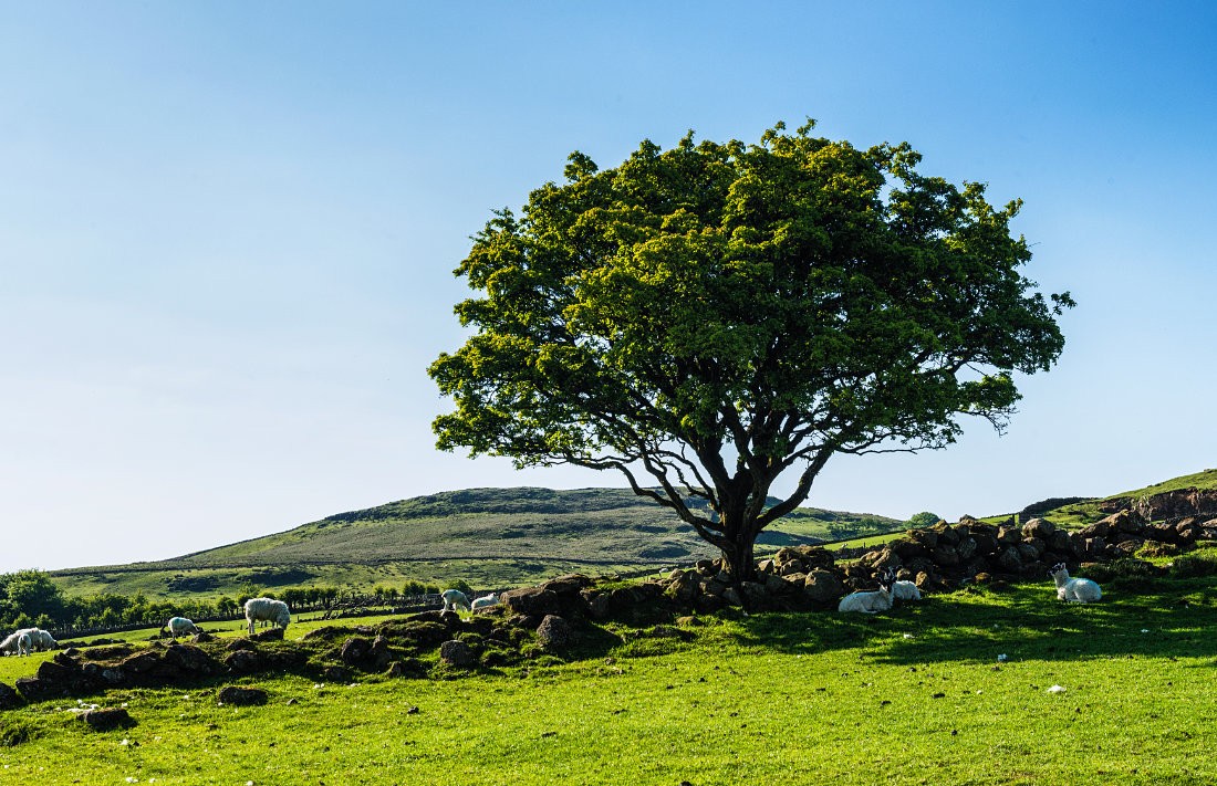 Whitethorn on the Garron Plateau, Co. Antrim, Northern Ireland