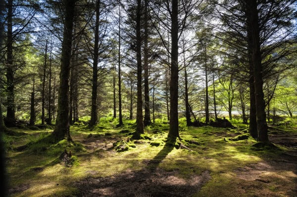 Glanteenassig Forest Park