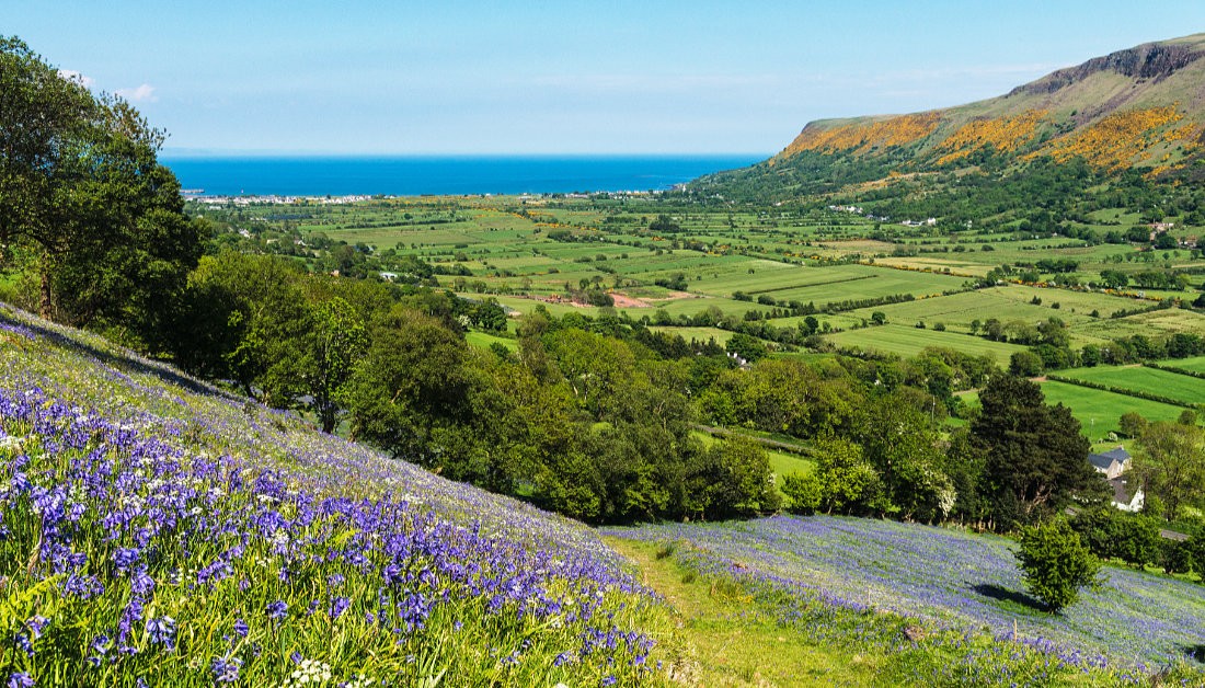 Bluebells in Glenariff, Co. Antrim, Northern Ireland