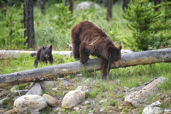 Grizzly Bears