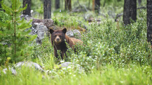 Grizzly Bear