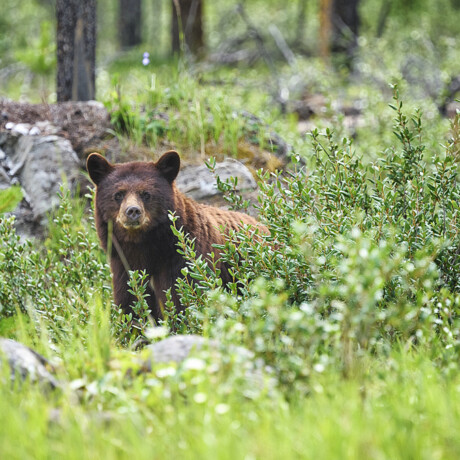Grizzly Bear