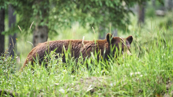 Grizzly Bear