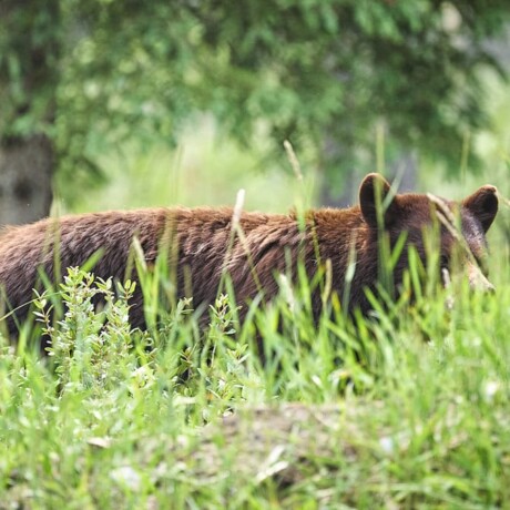 Grizzly Bear