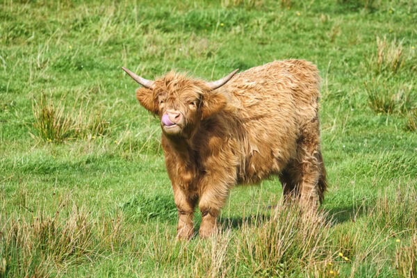 Highland Cattle