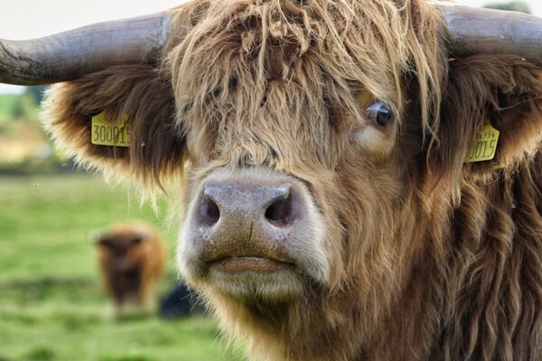 Highland Cattle
