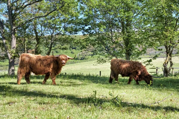 Highland Cattle