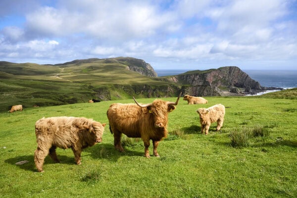 Highland Cattle