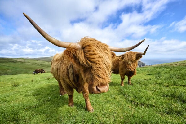 Highland Cattle