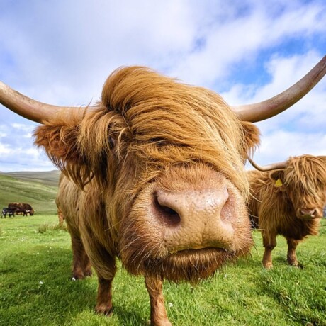 Highland Cattle