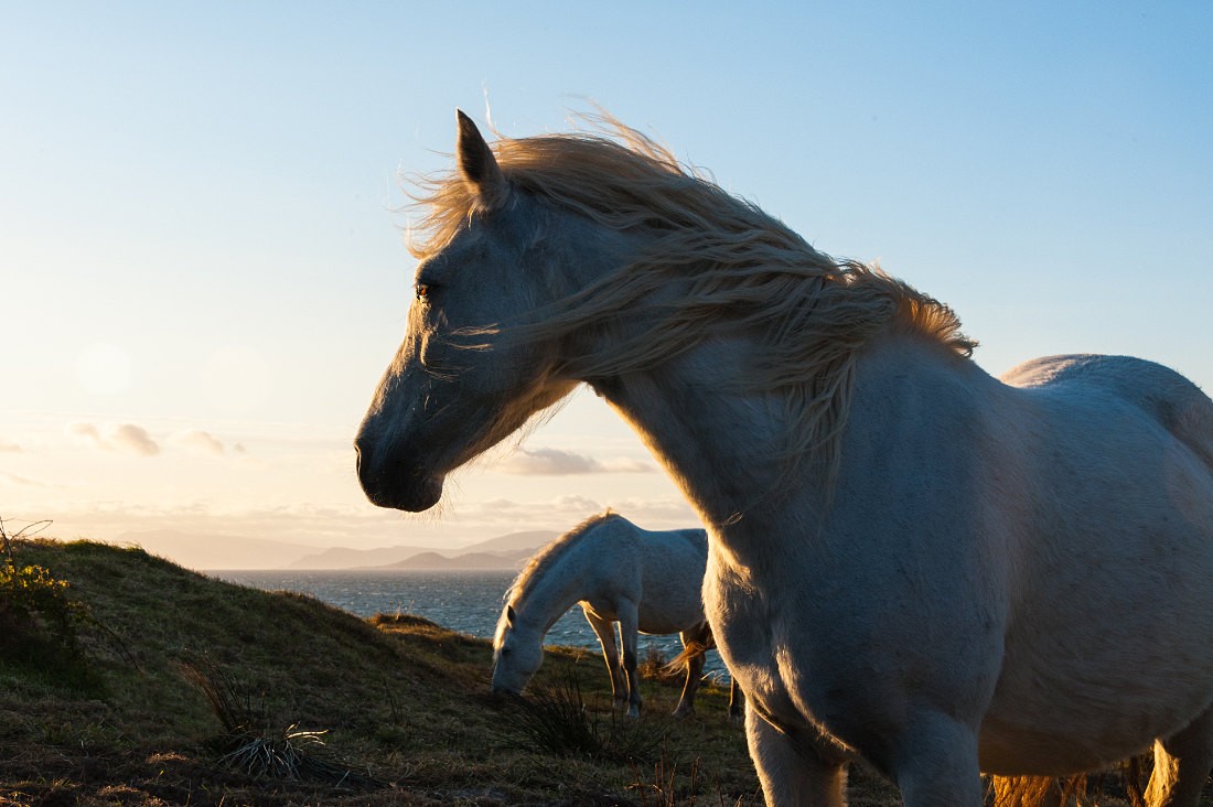 Horses at Carramore Beach