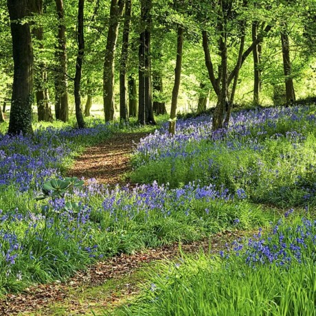 Bluebells