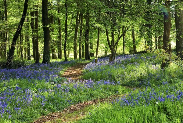 Bluebells at Huntington Castle, County Carlow, Ireland