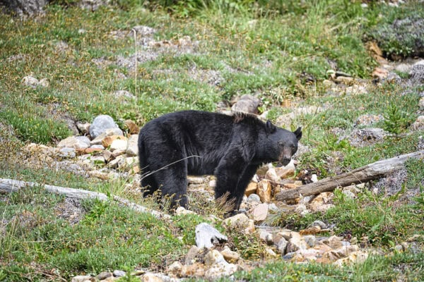 Black Bear