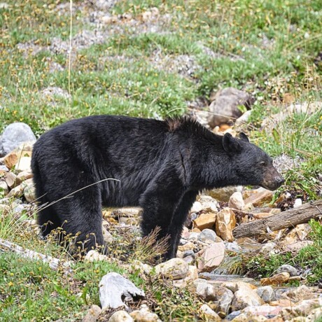 Black Bear