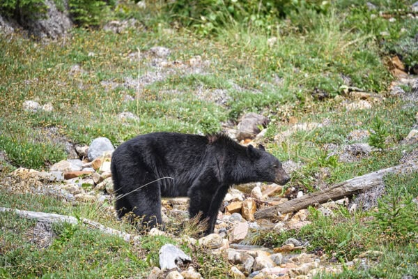 Black Bear