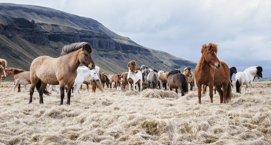 Icelandic horses - Iceland