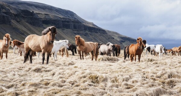 Award for Iceland Horses