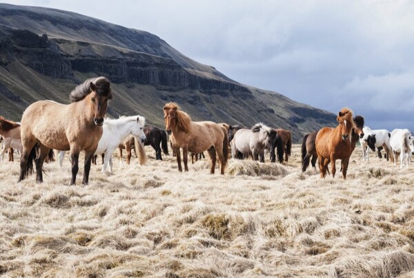 Award for Iceland Horses