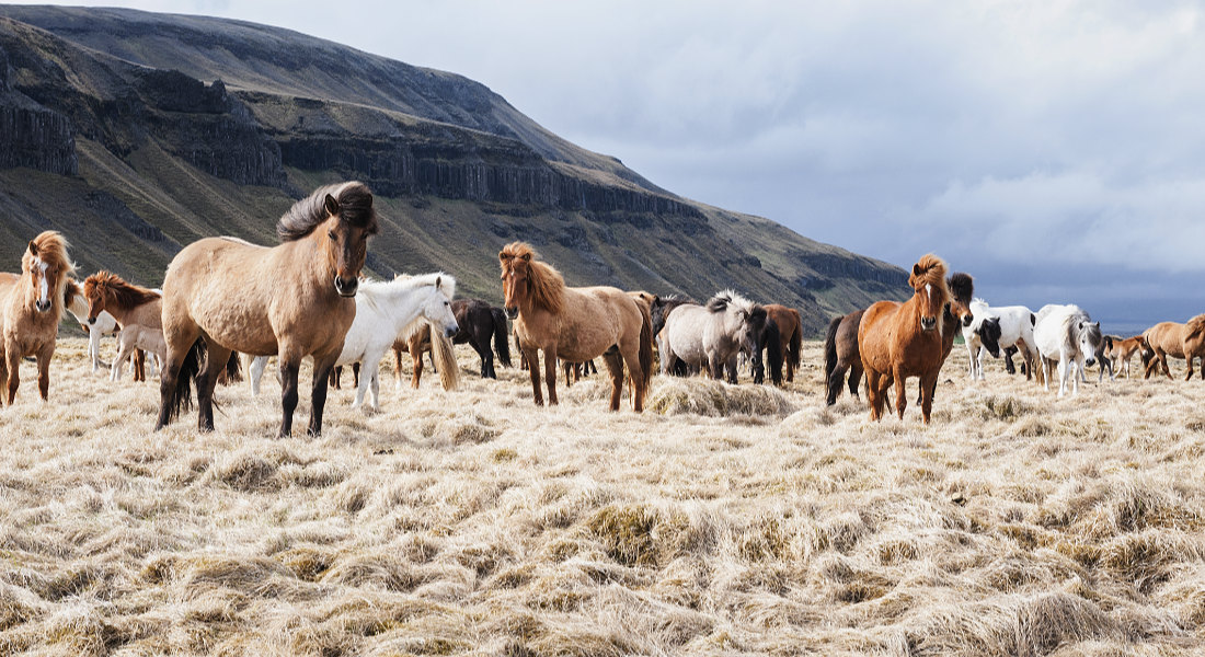 Icelandic horses - Iceland