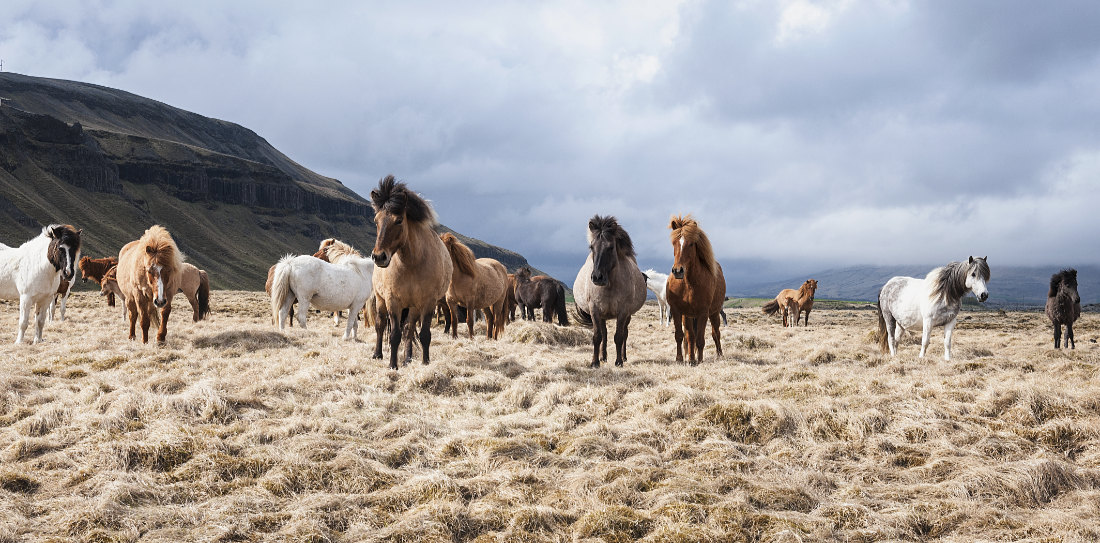 Icelandic horses - Iceland