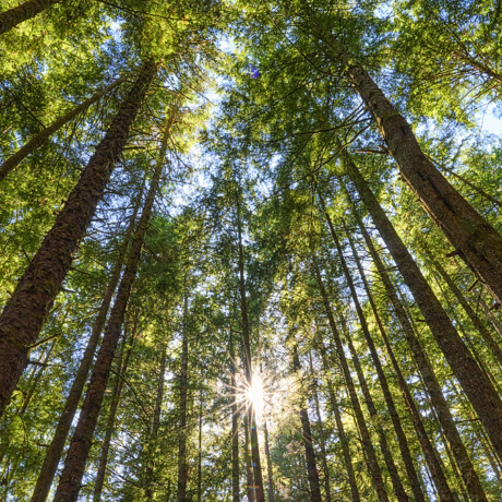 Juan de Fuca Trail